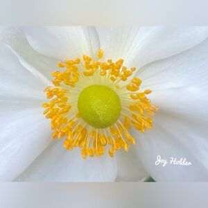 White & Yellow Floral Wall Art Print 8x10
